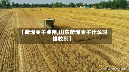 【菏泽麦子费用,山东菏泽麦子什么时候收割】