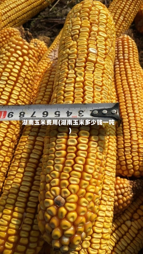 湖南玉米费用(湖南玉米多少钱一吨)