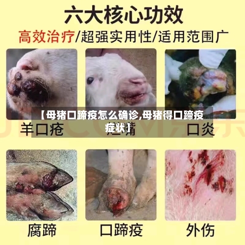 【母猪口蹄疫怎么确诊,母猪得口蹄疫症状】