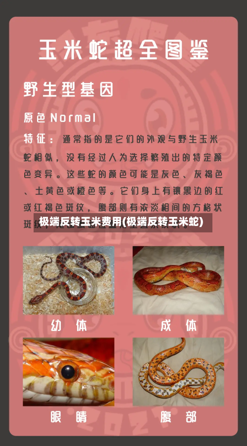 极端反转玉米费用(极端反转玉米蛇)