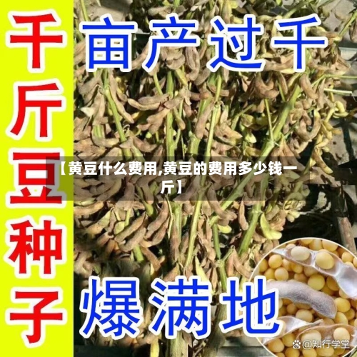 【黄豆什么费用,黄豆的费用多少钱一斤】