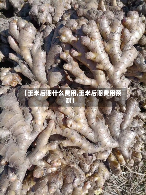 【玉米后期什么费用,玉米后期费用预测】