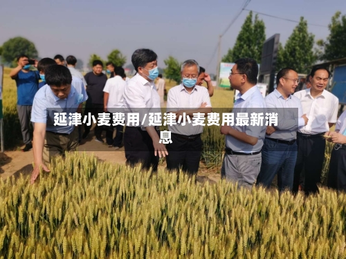 延津小麦费用/延津小麦费用最新消息