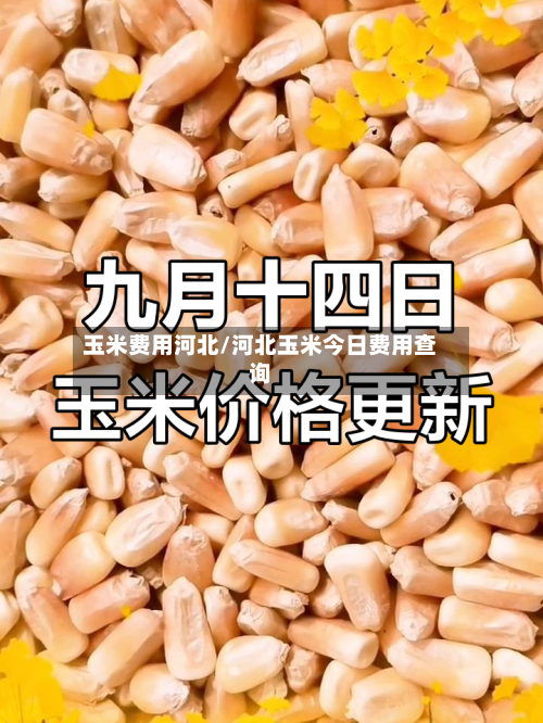 玉米费用河北/河北玉米今日费用查询