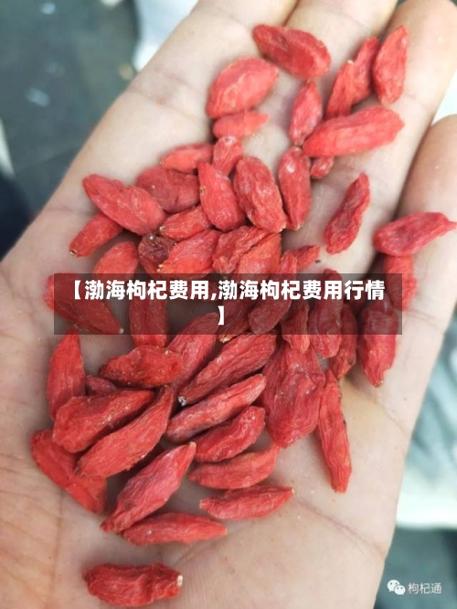 【渤海枸杞费用,渤海枸杞费用行情】