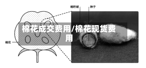 棉花成交费用/棉花现货费用-第2张图片