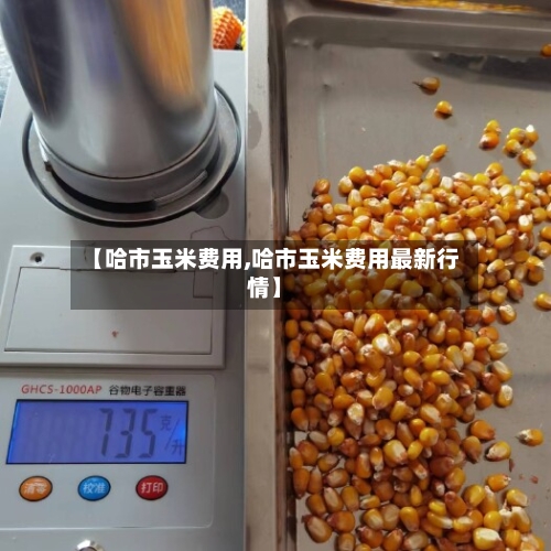 【哈市玉米费用,哈市玉米费用最新行情】