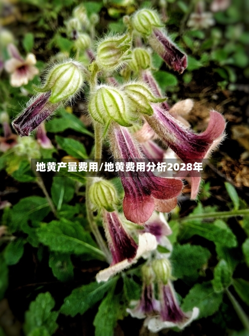 地黄产量费用/地黄费用分析2028年-第2张图片