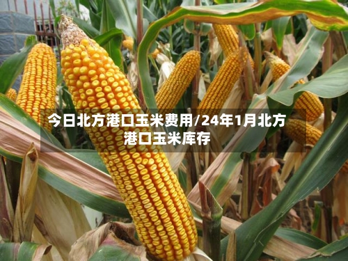 今日北方港口玉米费用/24年1月北方港口玉米库存