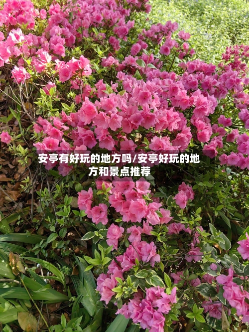 安亭有好玩的地方吗/安亭好玩的地方和景点推荐
