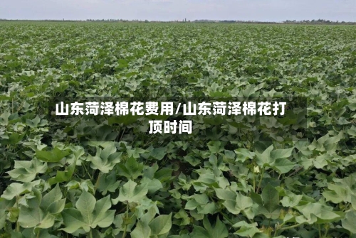 山东菏泽棉花费用/山东菏泽棉花打顶时间