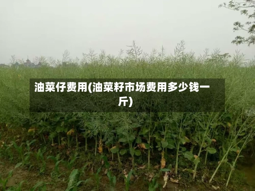 油菜仔费用(油菜籽市场费用多少钱一斤)-第2张图片
