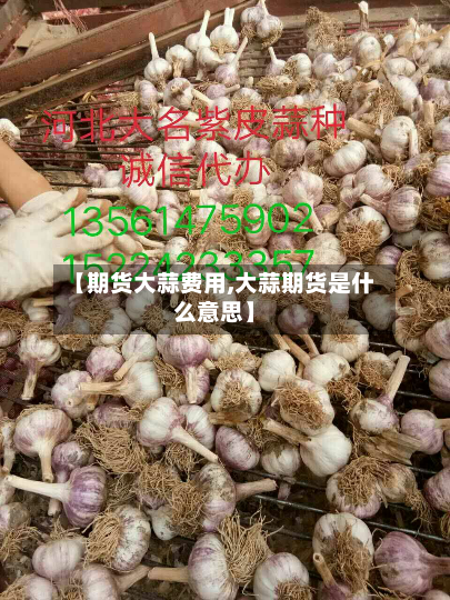 【期货大蒜费用,大蒜期货是什么意思】-第2张图片