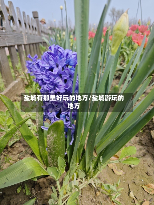盐城有那里好玩的地方/盐城游玩的地方-第2张图片