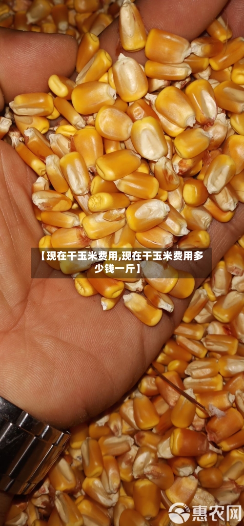 【现在干玉米费用,现在干玉米费用多少钱一斤】-第2张图片