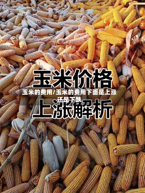 玉米的费用/玉米的费用下面是上涨还是下跌-第2张图片