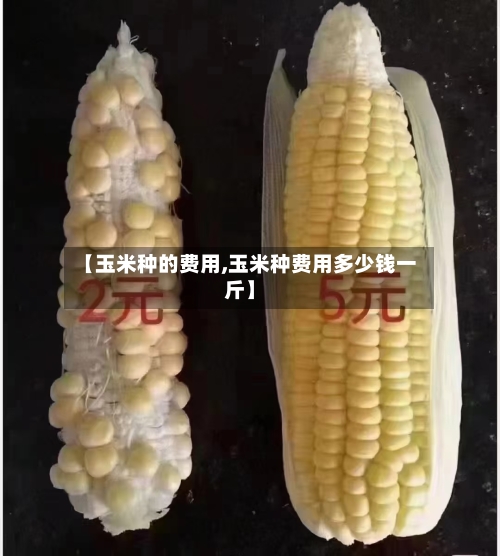 【玉米种的费用,玉米种费用多少钱一斤】