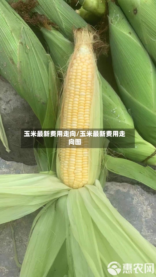 玉米最新费用走向/玉米最新费用走向图