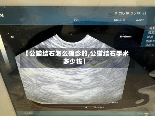 【公猫结石怎么确诊的,公猫结石手术多少钱】