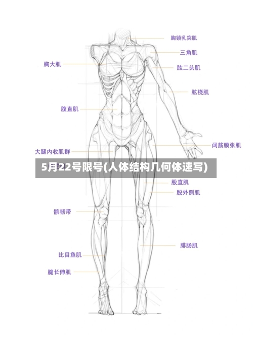 5月22号限号(人体结构几何体速写)