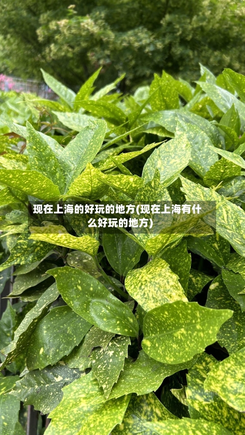 现在上海的好玩的地方(现在上海有什么好玩的地方)