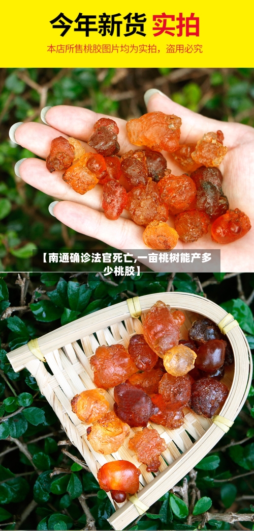 【南通确诊法官死亡,一亩桃树能产多少桃胶】-第2张图片