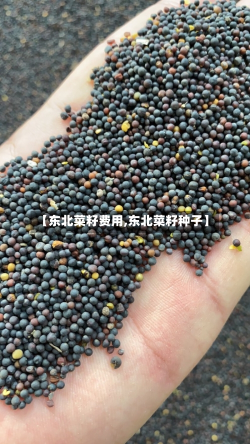 【东北菜籽费用,东北菜籽种子】