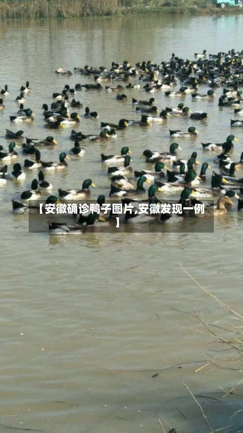 【安徽确诊鸭子图片,安徽发现一例】