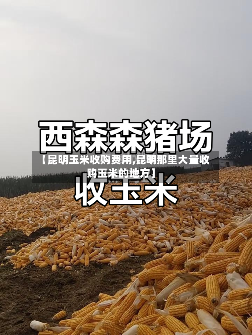 【昆明玉米收购费用,昆明那里大量收购玉米的地方】-第2张图片