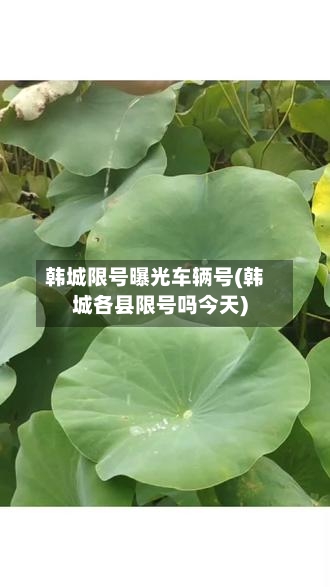 韩城限号曝光车辆号(韩城各县限号吗今天)